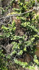 Mystroxylon aethiopicum