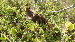 Roepera maritima