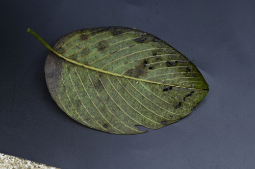 Image of Berchemia Fenchifuensis (Berchemia fenchifuensis) by (c) 曾昱承 Yu-Cheng Zeng, some rights reserved (CC BY)