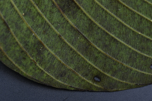 Image of Berchemia Fenchifuensis (Berchemia fenchifuensis) by (c) 曾昱承 Yu-Cheng Zeng, some rights reserved (CC BY)