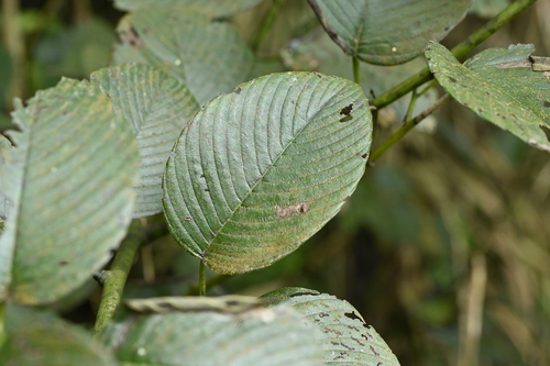 Berchemia fenchifuensis (Berchemia fenchifuensis)
