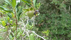Diospyros simii
