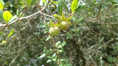 Diospyros simii