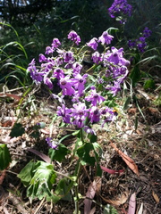 Pericallis × hybrida