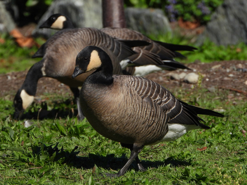 Cackling Goose (Branta hutchinsii)