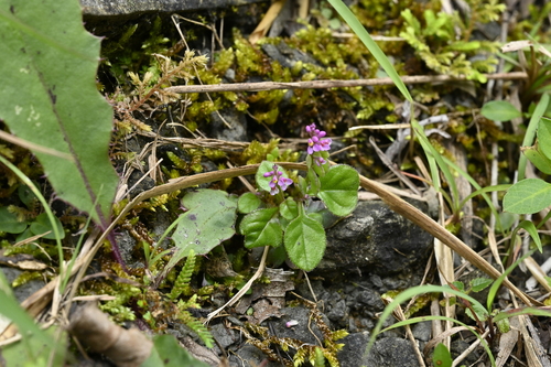 Image of Polygala tatarinowii by (c) 曾昱承 Yu-Cheng Zeng, some rights reserved (CC BY)