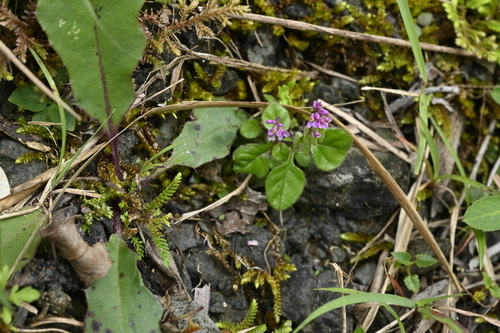 Image of Polygala tatarinowii by (c) 曾昱承 Yu-Cheng Zeng, some rights reserved (CC BY)