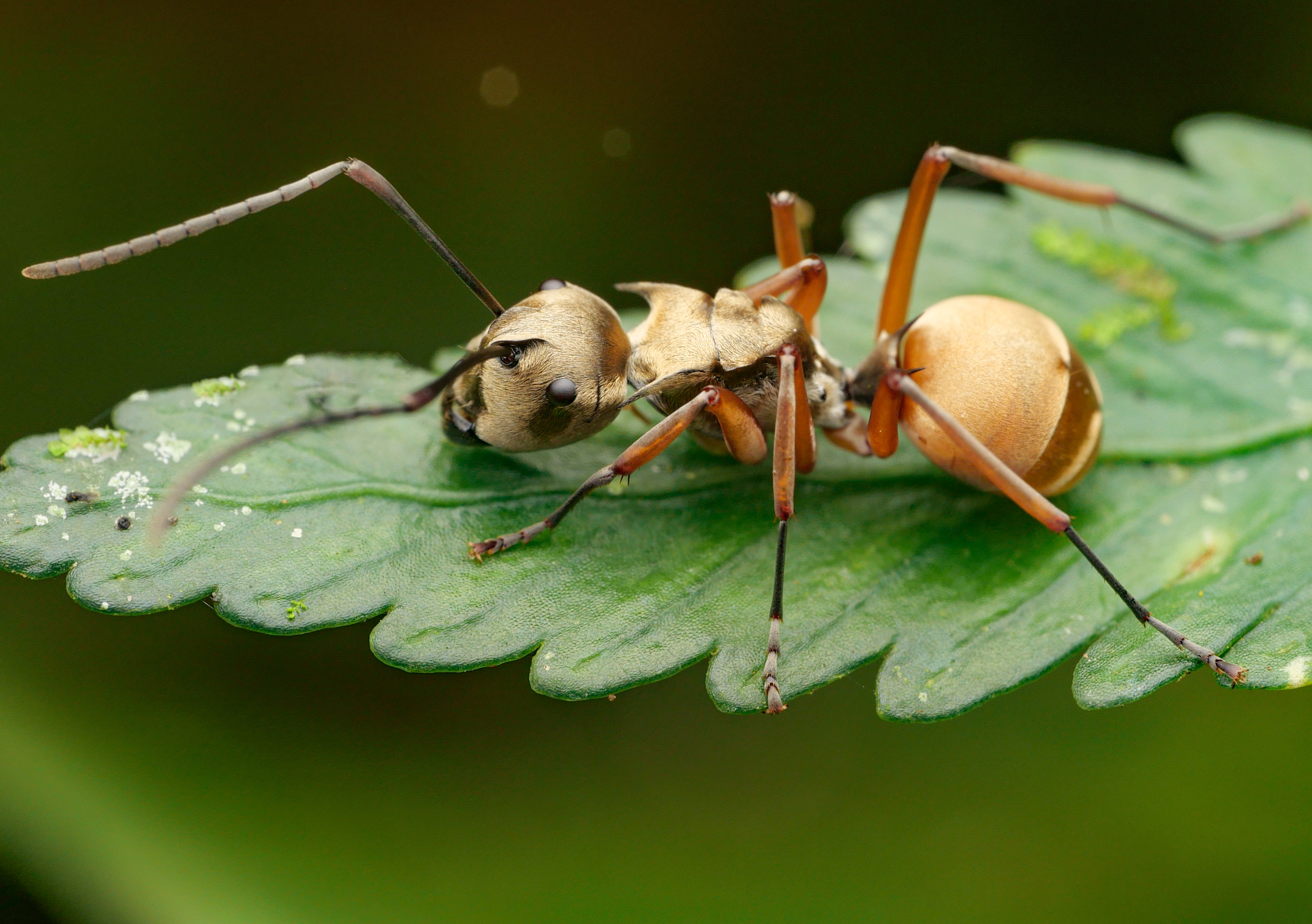 Polyrhachis semitestacea