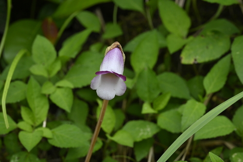 Image of Aeginetia indica by (c) 曾昱承 Yu-Cheng Zeng, some rights reserved (CC BY)