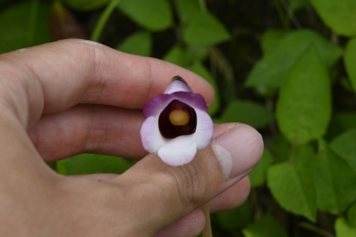 Image of Aeginetia indica by (c) 曾昱承 Yu-Cheng Zeng, some rights reserved (CC BY)