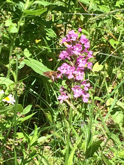 Platanthera grandiflora