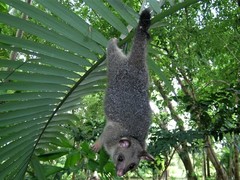 Trichosurus vulpecula arnhemensis