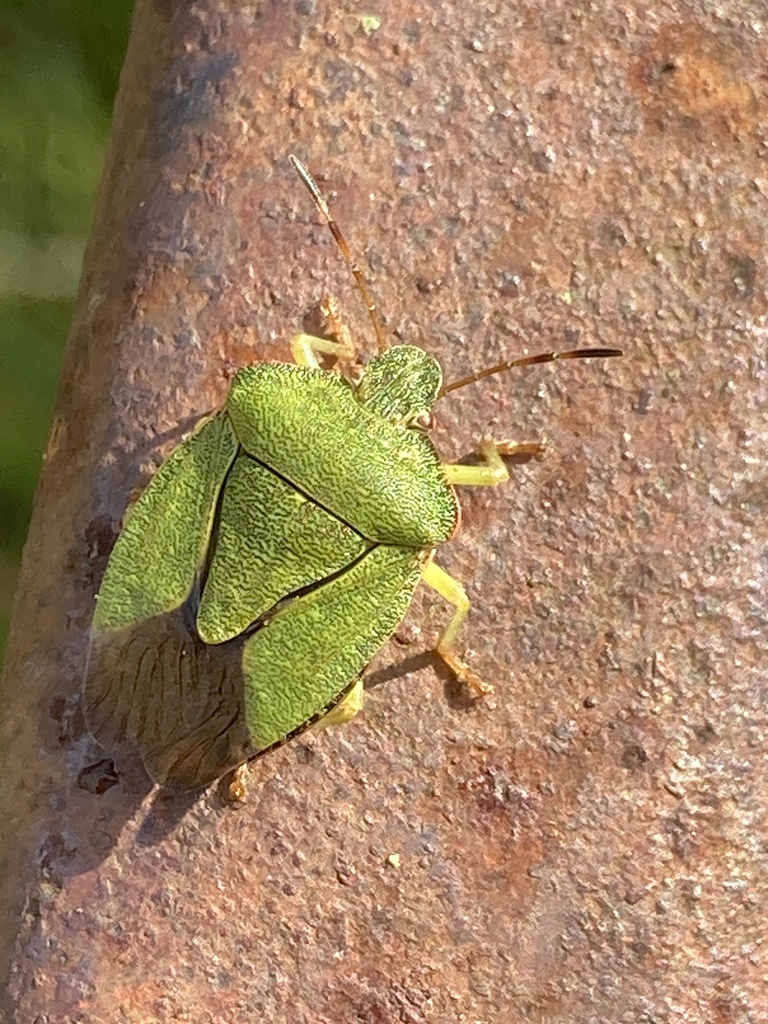 Green Shield Bug from Stadium Way, Chester, England, GB on October 8 ...