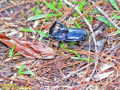 Trichogomphus bronchus