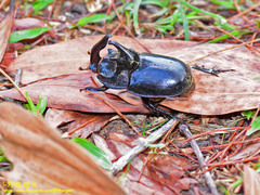 Trichogomphus bronchus