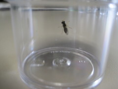 Sphaerophoria sulphuripes
