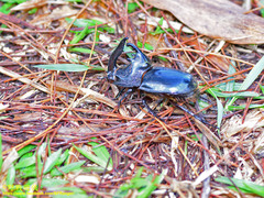 Trichogomphus bronchus