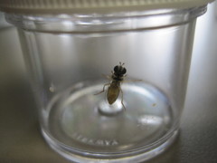 Sphaerophoria sulphuripes