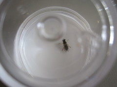 Sphaerophoria sulphuripes
