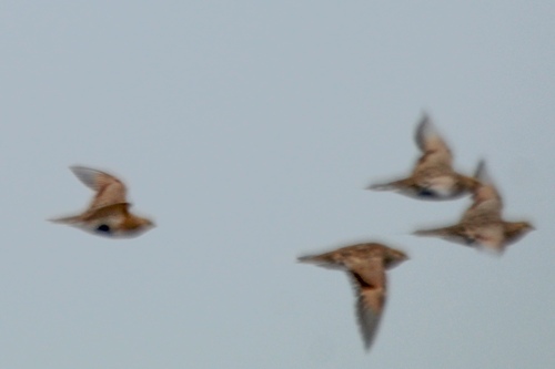 Ganga de Pallas (Syrrhaptes paradoxus)