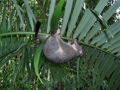 Trichosurus vulpecula arnhemensis