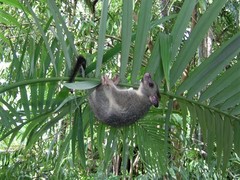 Trichosurus vulpecula arnhemensis