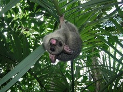 Trichosurus vulpecula arnhemensis
