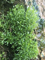 Stellaria fontinalis