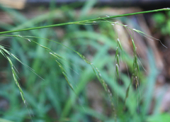 Microlaena stipoides stipoides