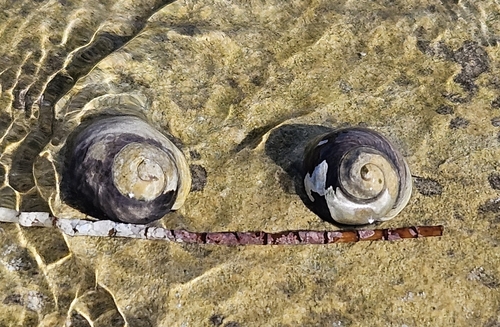 Austrocochlea rudis