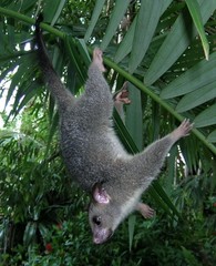 Trichosurus vulpecula arnhemensis