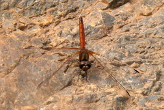 Trithemis pluvialis