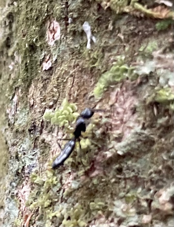 Colobopsis vitiensis