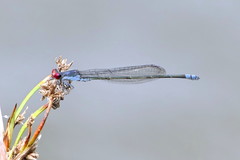 Pseudagrion sublacteum sublacteum