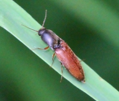 Agriotes limosus