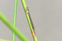 Pseudagrion gamblesi