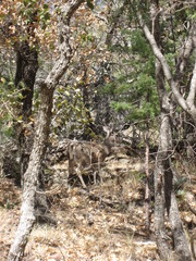 Odocoileus virginianus carminis