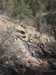 Odocoileus virginianus carminis