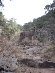 Odocoileus virginianus carminis