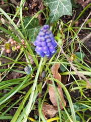 Muscari armeniacum