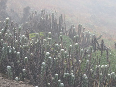 Lasiocephalus ovatus