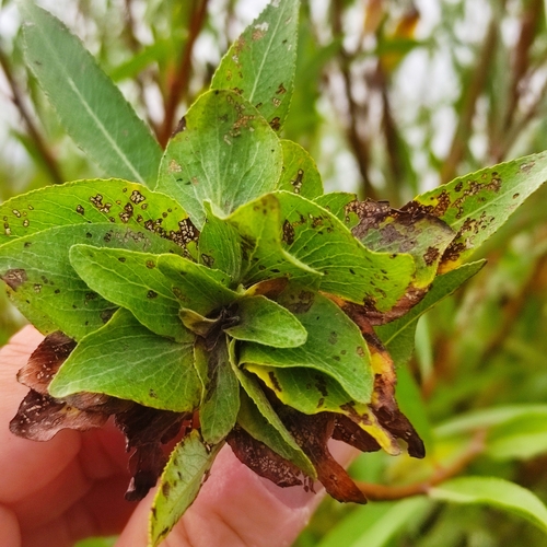 Willow Rose Gall Midge, 3284 BE Zuid-Beijerland, Nederland, photo 6 of 10