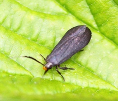 Dichomeris nonstrigella