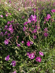 Silene colorata