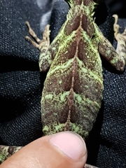 Anolis eulaemus