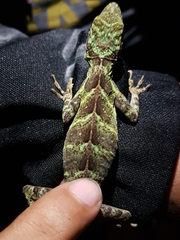 Anolis eulaemus