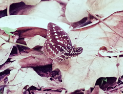 Lexias pardalis dirteana