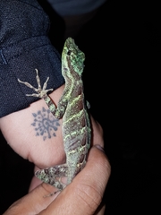 Anolis eulaemus