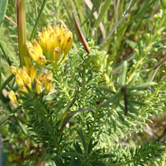 Pteronia uncinata