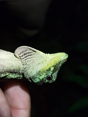 Anolis eulaemus